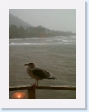 Seagull for breakfast